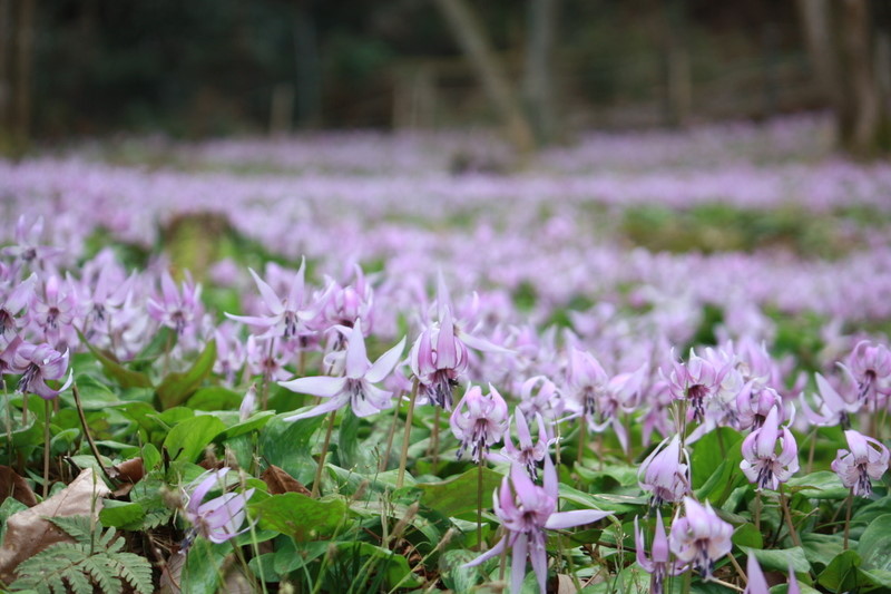 猪牙花(erythronium)