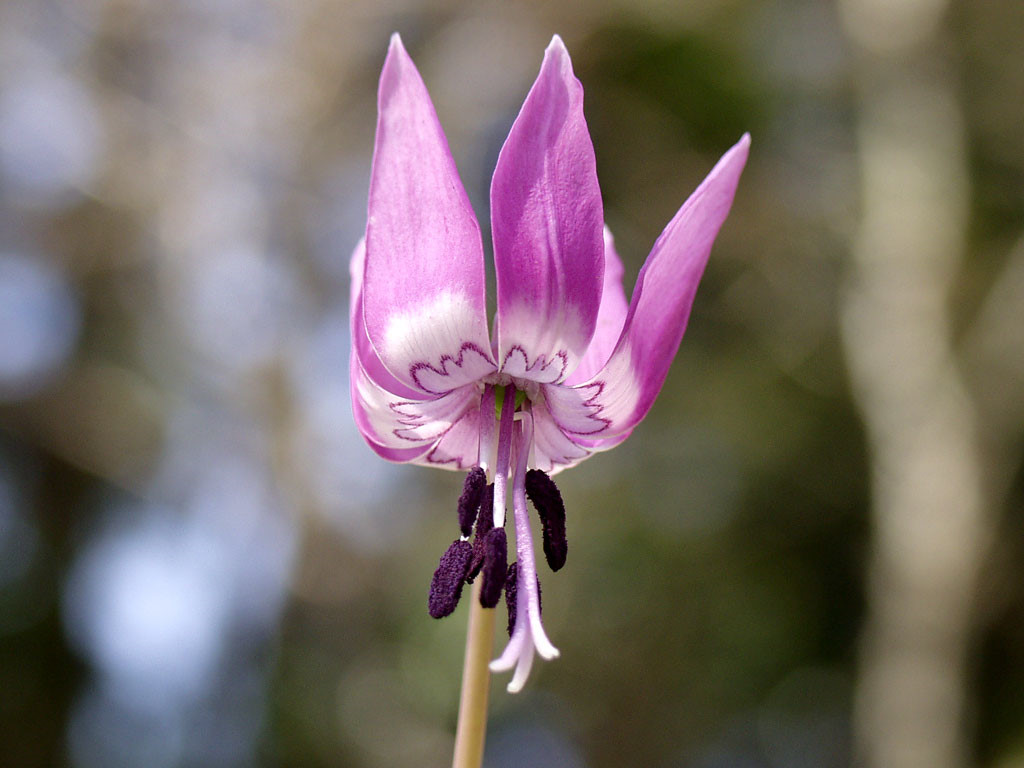 猪牙花(erythronium)