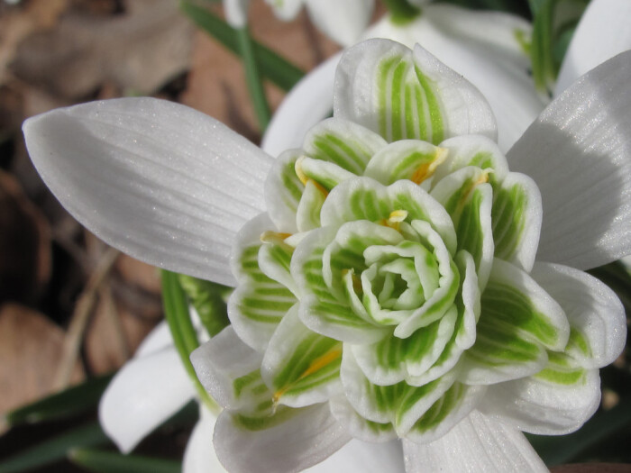 雪滴花(galanthus niwalis~来自人人小站—宿根球根花卉魅力