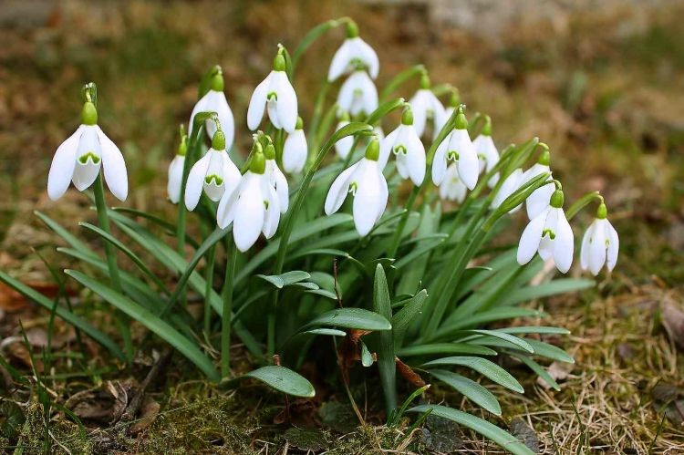 雪滴花(galanthus niwalis~来自人人小站-堆糖,美好生活研究所