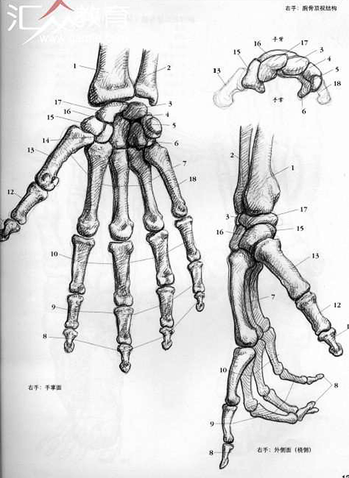手由紧密排列的8块腕骨,5块长形的掌骨和14块指骨