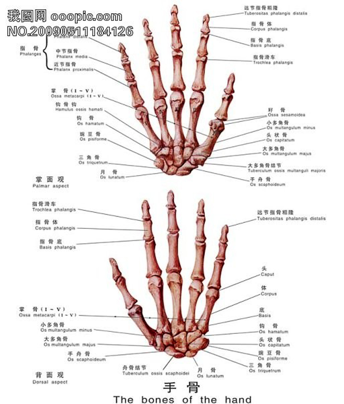 (2)位置:腕关节略背伸10~15,轻度尺偏;拇指轻度外展屈曲,指腹接近