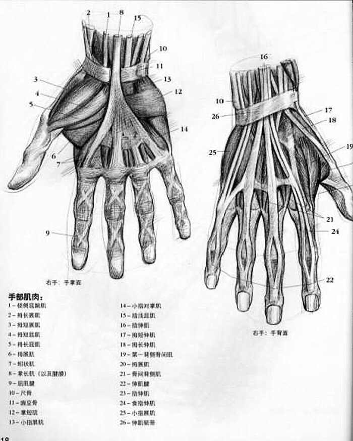 三,掌腱膜 1,掌腱膜位于掌侧皮肤下.