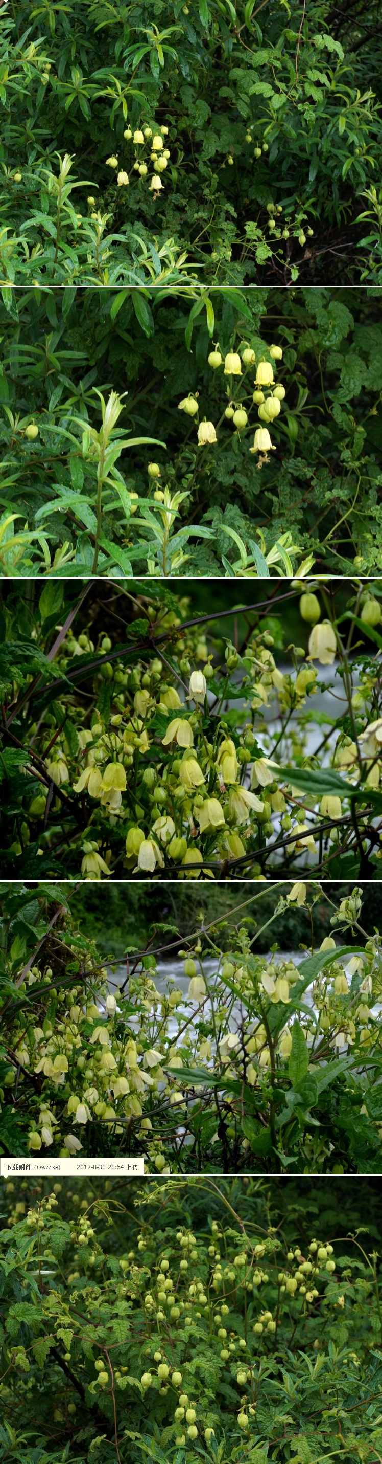 野生铁线莲-长花铁线莲 clematis rehderiana craib (by:小色阿郎)