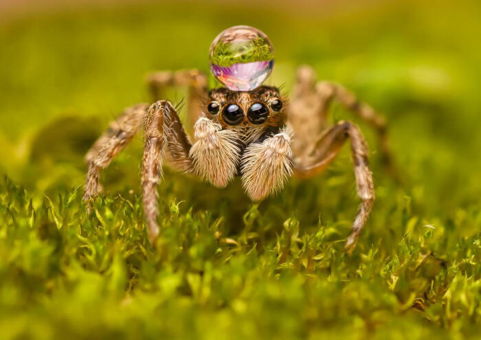12月16日消息,西班牙cadiz,一只蜘蛛正在完美的展示它用头部平衡水珠