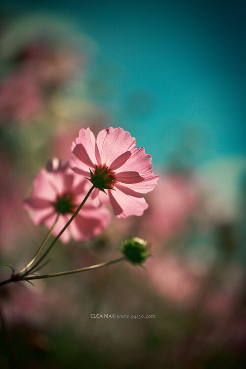 波斯菊 