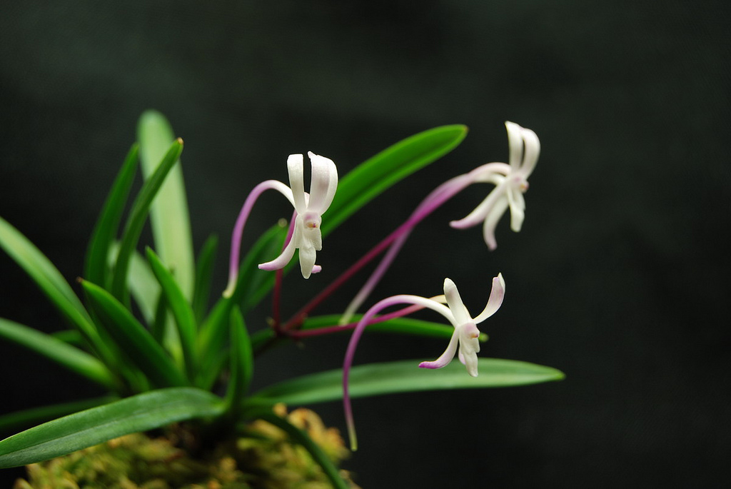 风兰(neofinetia falcata)