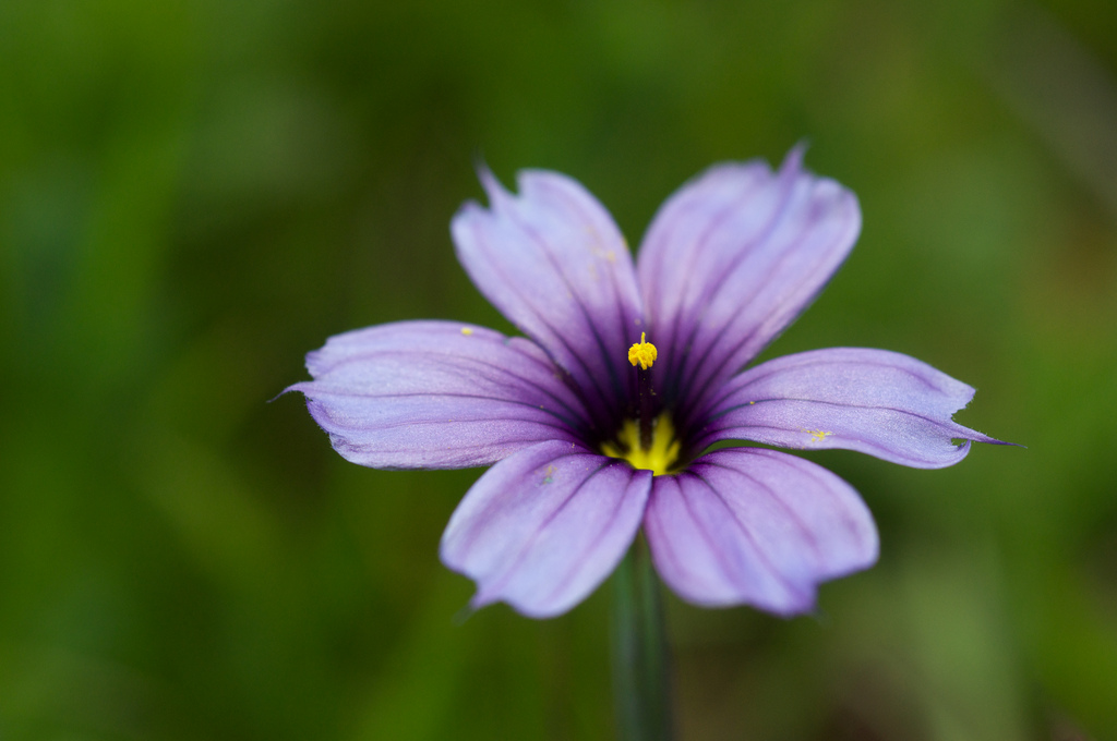 百慕达蓝眼草(sisyrinchium bellum)