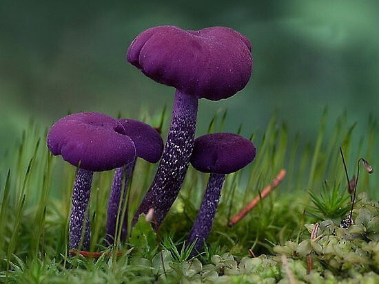 蘑菇排名_蘑菇卡通图片