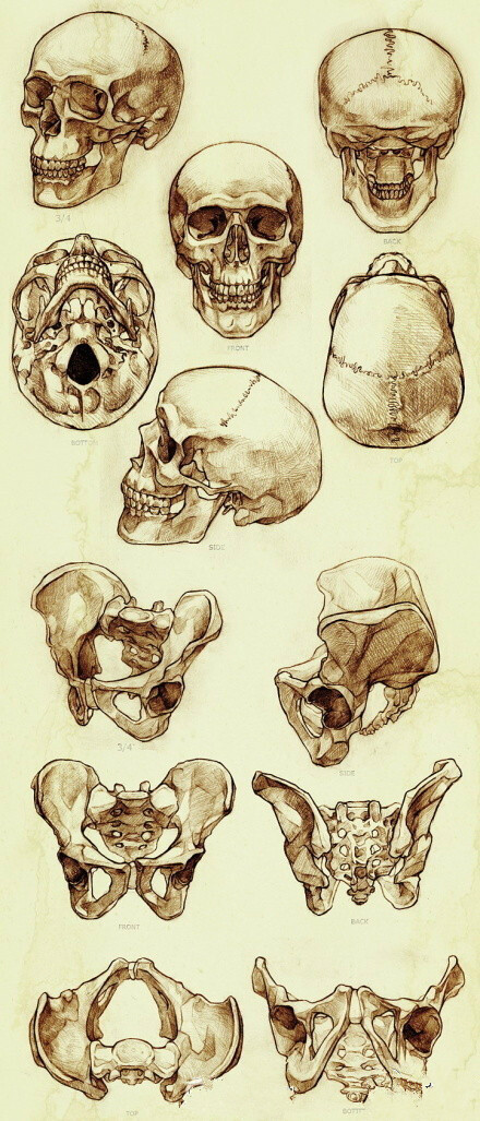 手绘参考:人体头骨的画法参考】很不错!