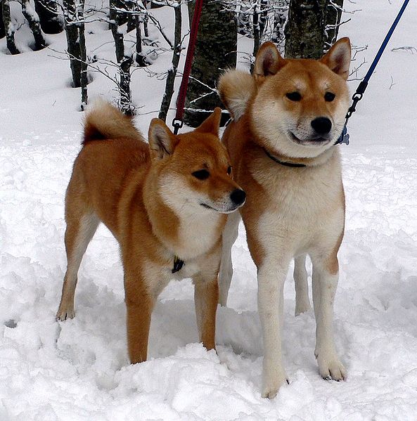 柴犬shiba inu