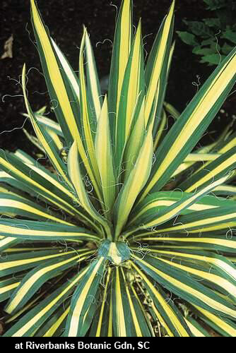 yucca filamentosa'color guard(variegated yucca)