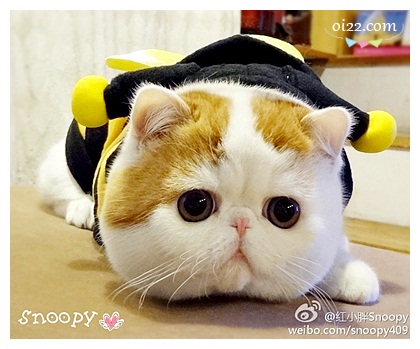 加菲猫红小胖snoopy天然呆萌写真! pics (oi22.com)