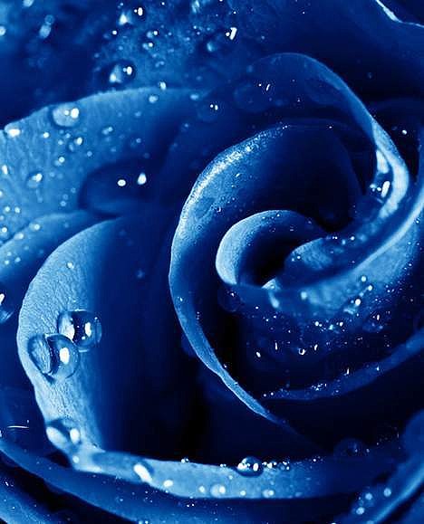 有一种玫瑰是蓝色的,花瓣象海水一样深邃,露珠一样晶莹,爱人的心一样