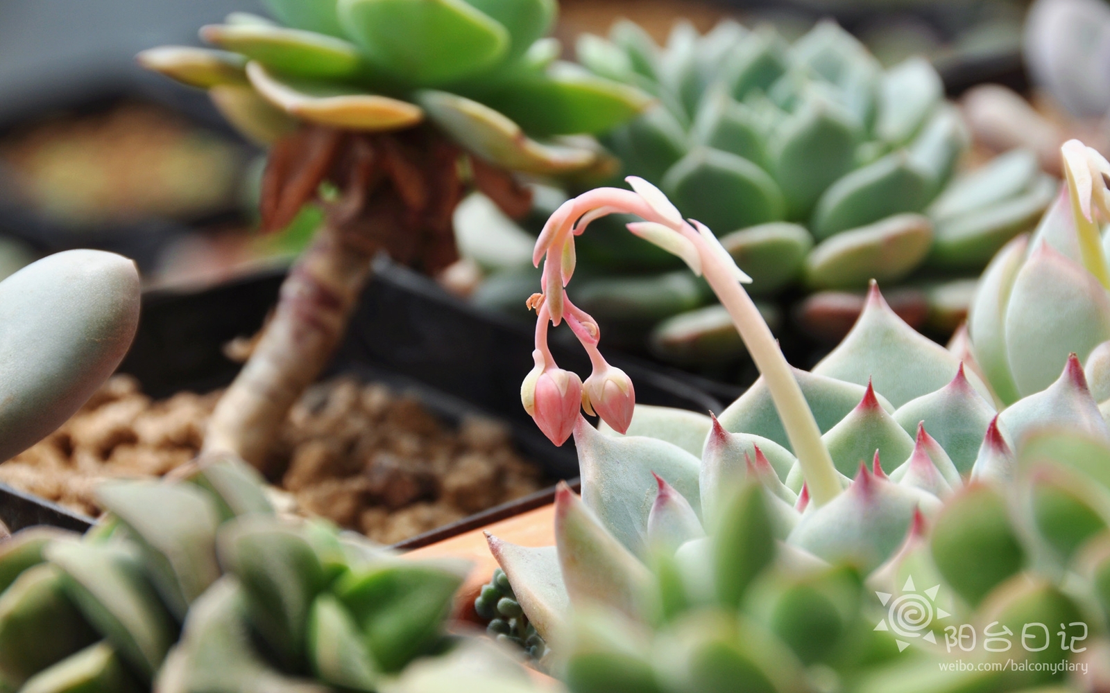 多肉主题高清壁纸系列#——吉娃娃(echeveria chihuahua