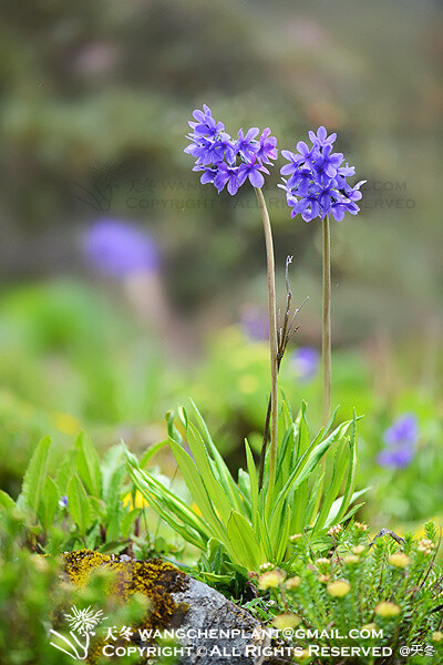 黄粉大叶报春,报春花科,报春花属,primula macrophylla var. atra.