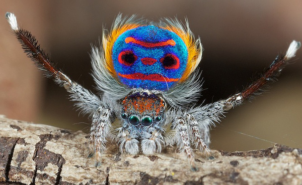 孔雀蜘蛛(peacock spider 学名 maratus volans)是跳蛛科maratus属的