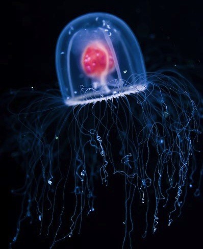 这是"灯塔水母( immortal jellyfish)",是目前唯一已知的能够从性成熟