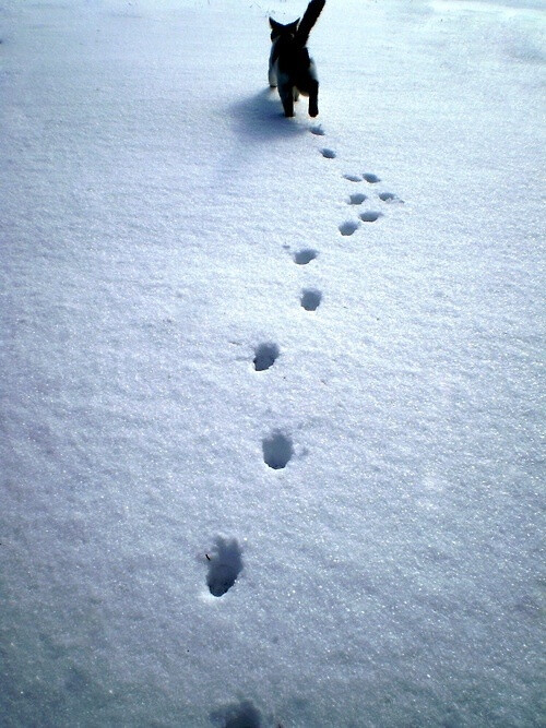 踏雪的痕迹