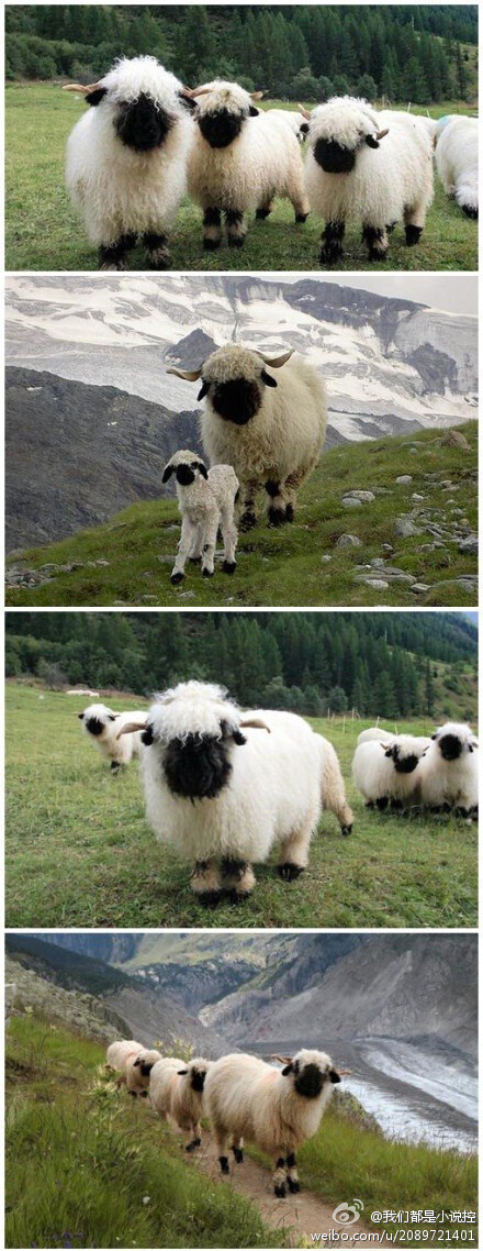 【瓦莱黑鼻羊:我擦嘞怎么能这么萌】瓦莱黑鼻羊(valais blacknose),是