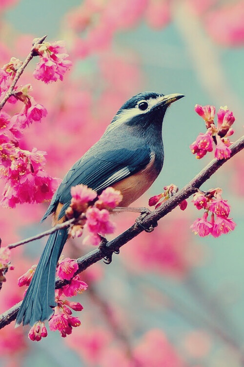 春去花还在 人来鸟不惊