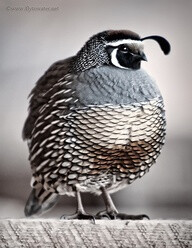 california quail (state bird)
