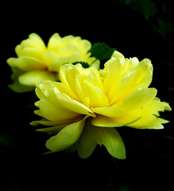 黄蔷薇的花语是——永恒的微笑