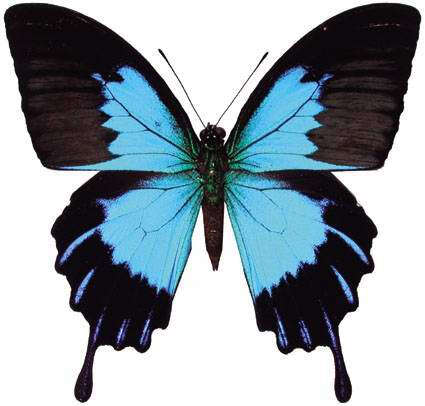 澳大利亚国蝶——犹如雨露般惊艳脱俗的天堂凤蝶