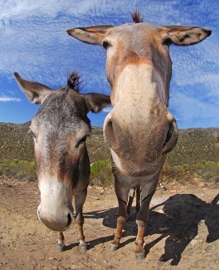 斯瓦特山地区的两头驴,表情很搞怪,抬头在看你.