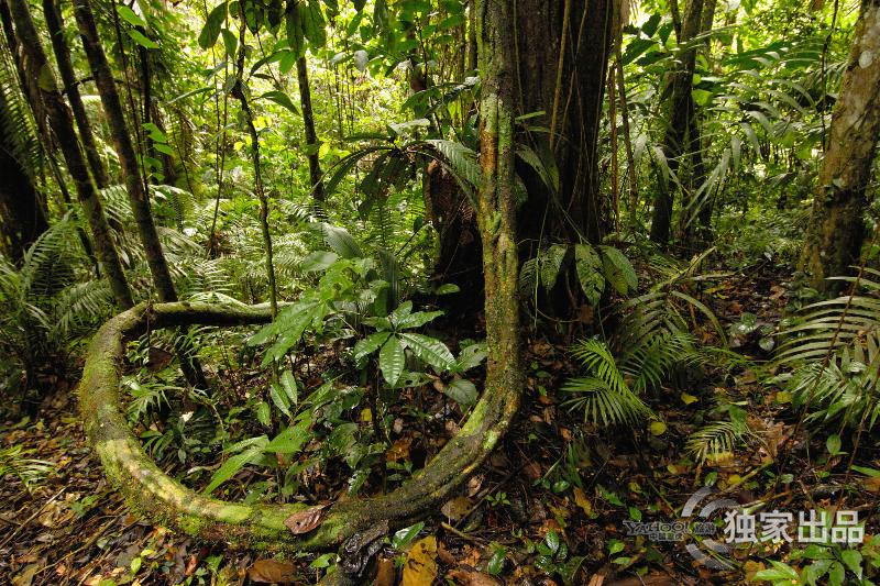 亚马逊雨林,巴西