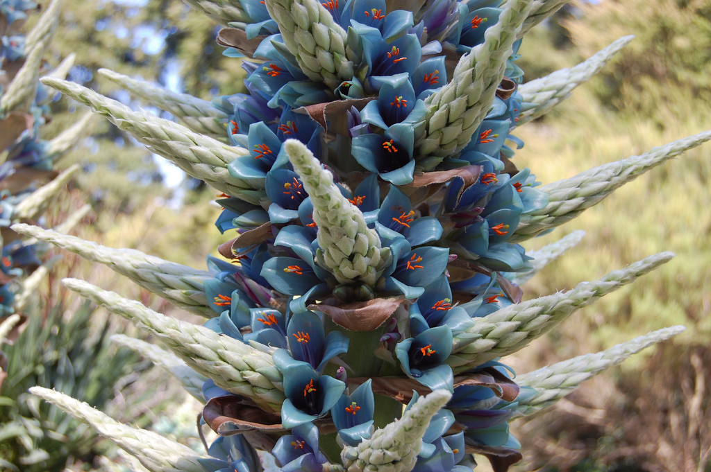 puya alpestris.蓝色普雅凤梨.