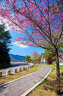 旅行 旅行风景 风景摄影 风景 台湾.嘉义.阿里山国家风景区