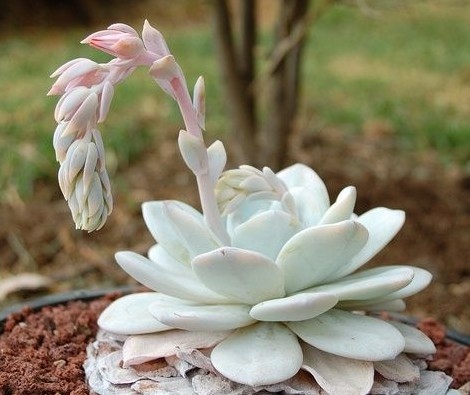 雪莲(echeveria lauii),景天科拟石莲花属,顶端圆钝或稍尖(其中顶端圆