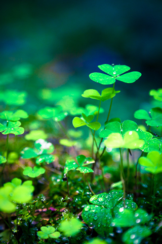 【冰の手机壁纸】幸运草