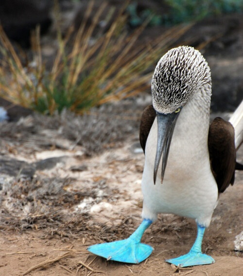 蓝脚鲣鸟(blue-footed booby.