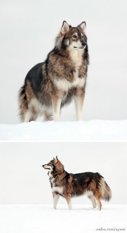 酷似狼的狗的品种,但实际上是一种混合三个品种的家犬:阿拉斯加雪橇犬