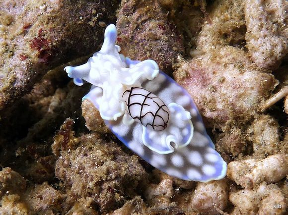 一种海底生物,貌似和蜗牛是一科的