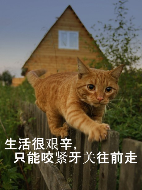 亲耐滴,你牙疼吗