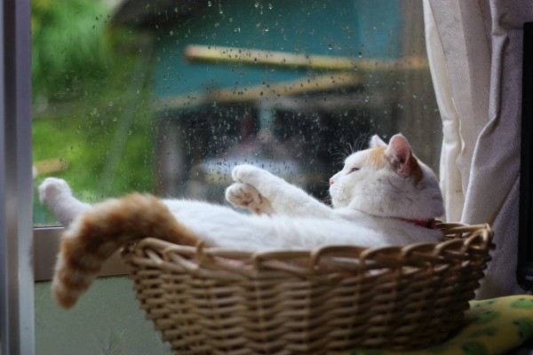 下雨天,说不出的安逸(ˇωˇ唯媛}