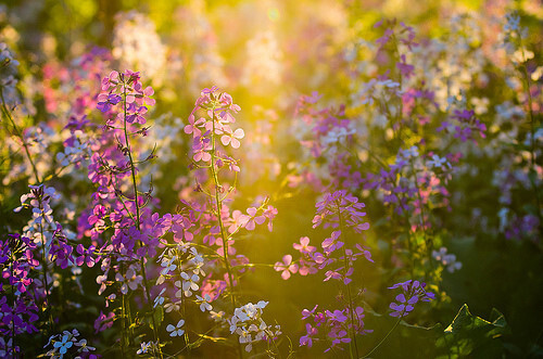 nana,花,flower,繁花似锦,陌上花开