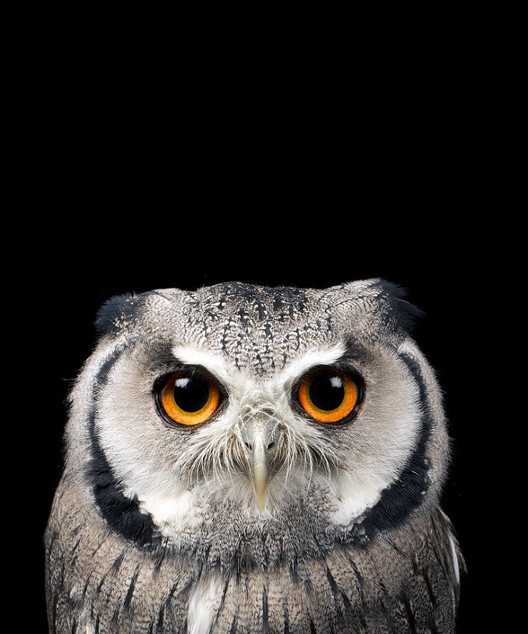 猫鹰 作者:mark bridger