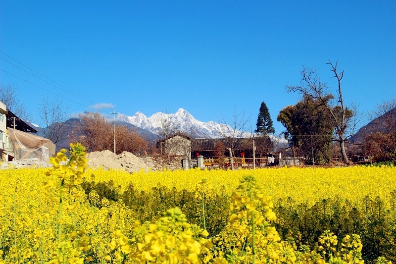 雪山,油菜花,古镇