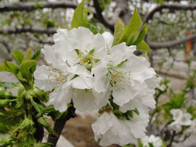 樱桃花 