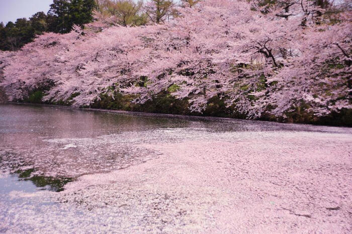 樱花雨 