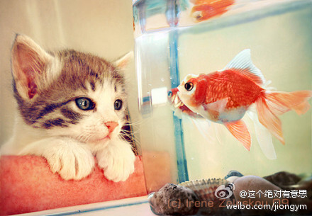 如果你同时养了猫和鱼,猫吃了鱼,你除了责备猫,更应该责备自己.