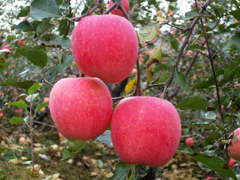 栖霞苹果真正的营养加美容养颜,记得每日要多吃苹果.www.apple0535.