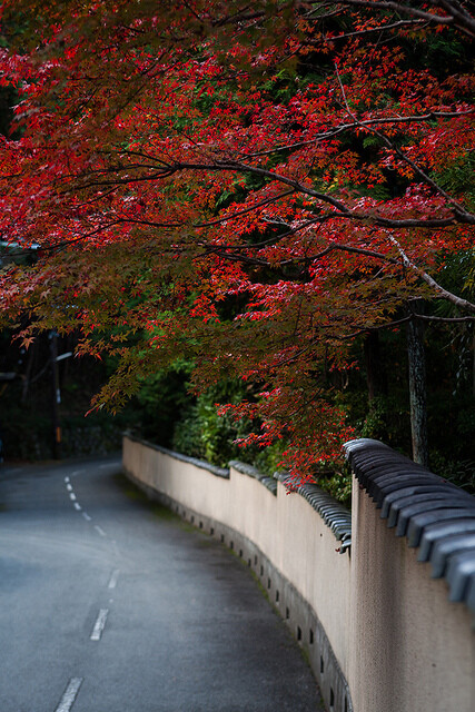 日本,摄影,旅行,日系,和风,城市,建筑,自然,风景,视觉,色彩,恋物,植物