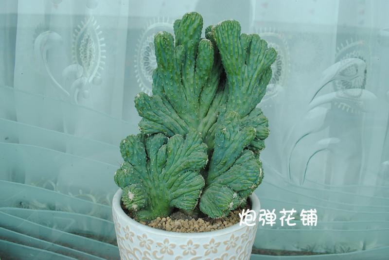 多肉植物漂亮仙人掌防辐射甲醛