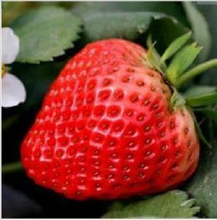 草莓种子盆栽草莓种子蔬菜种子水果种子果大香甜阳台也能种