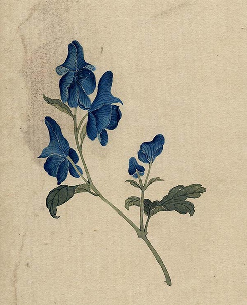 缪谷瑛《百花图》